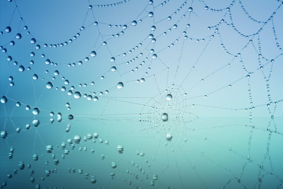 spider web with drops of water